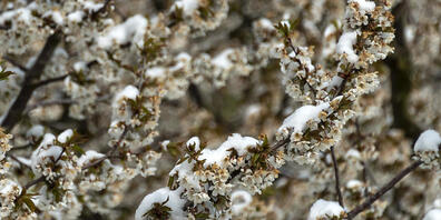 Schnee liegt auf blühenden Kirschbäumen in Ramlinsburg. Der Kälteeinbruch im Flachland setzt den aufblühenden Obstkulturen zu. (KEYSTONE/Georgios Kefalas) Geo-Information: Schweiz/Ramlinsburg Quelle: KEYSTONE Fotograf: GEORGIOS KEFALAS
