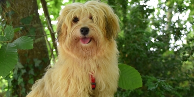 Ein Havaneser-Hund wurde von einem anderen, kräftigen Hund tödlich angegriffen. Dessen Halter gaben später falsche Personalien an. (Symbolbild)