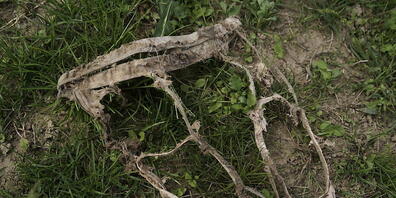 Aufgefuttert bis zur Unkenntlichkeit: Eine von Bodenlebewesen zerfressene Unterhose, die für ein Experiment während zwei Monaten im Erdreich lag. (Archivbild)