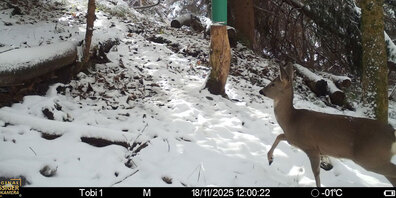 Auch dieses Reh realisierte den Wintereinbruch. Foto von Tobias Schwarz. 