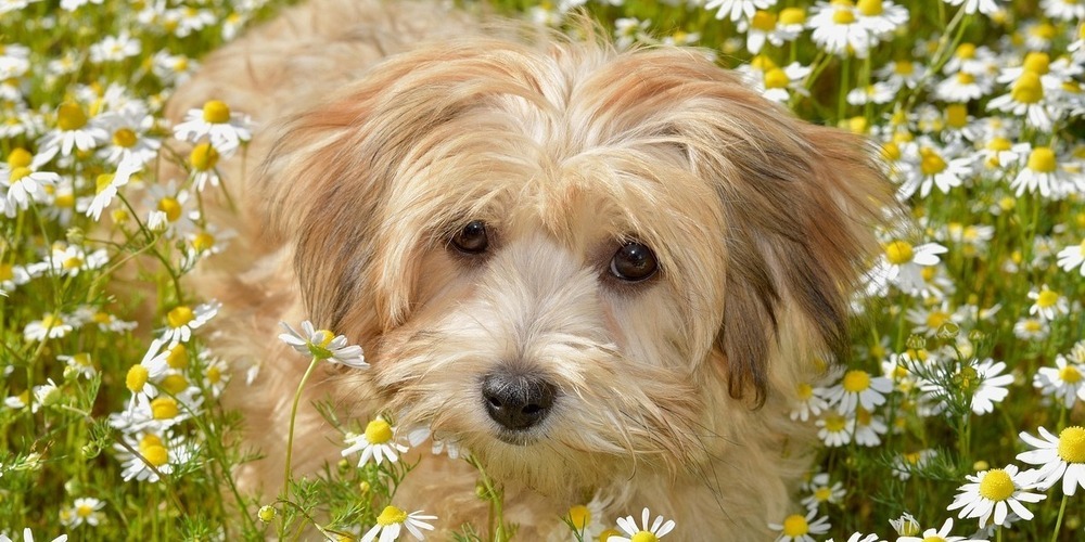 Symbolbild. Hund der Rasse Havaneser