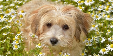 Symbolbild. Hund der Rasse Havaneser