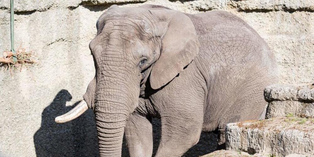 Der 29-jährige afrikanische Elefantenbulle Tusker soll im Zoo Basel für Nachwuchs sorgen.