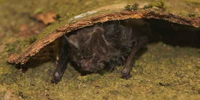 Auf dem Bild zu sehen: Eine Mopsfledermaus 