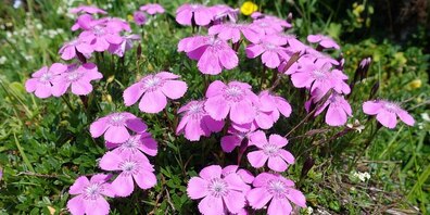 Alpen-Nelke mit leuchtend pinken Blüten in natürlicher Bergwiese.