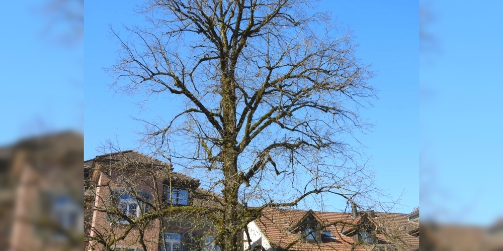 Die filigrane Linde im öffentlichen Pärkli beim Uzner Rathaus blickt auf eine 100-jährige Geschichte zurück.