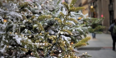Regionale Weihnachtsbäume aus dem Küsnachter Wald sorgen für kurze Wege und festliche Stimmung beim traditionellen Christbaumverkauf.