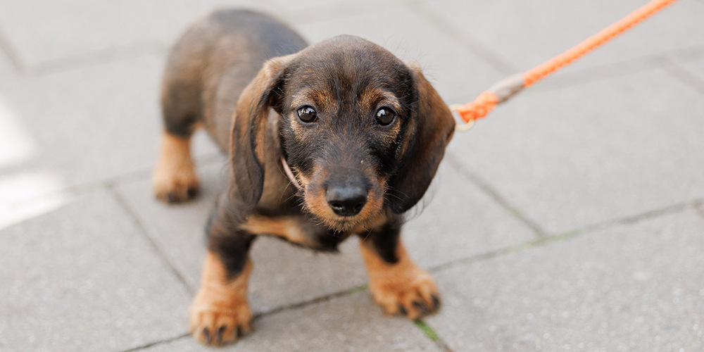 Halterpflichten: Hunde müssen gemeldet, registriert und gechippt werden.