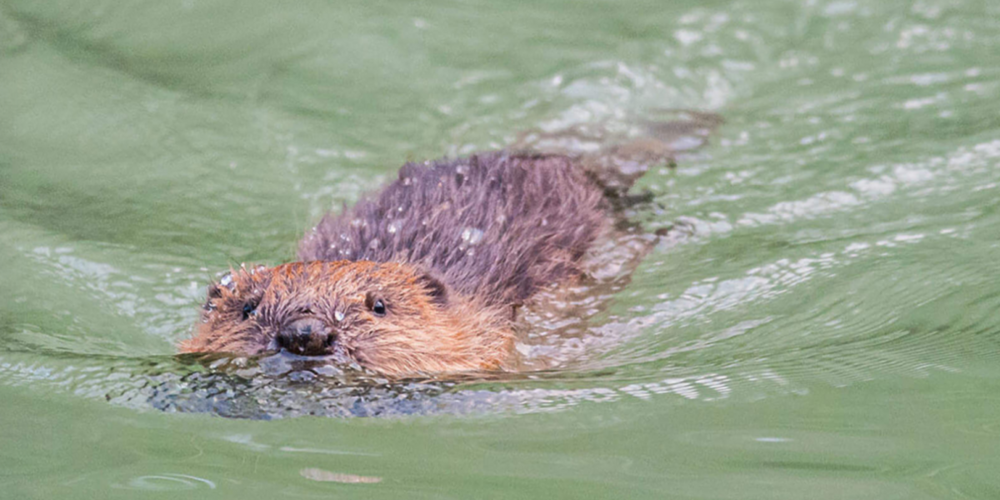 Biber gestalten die Uferlandschaften aktiv und fördern die Artenvielfalt.