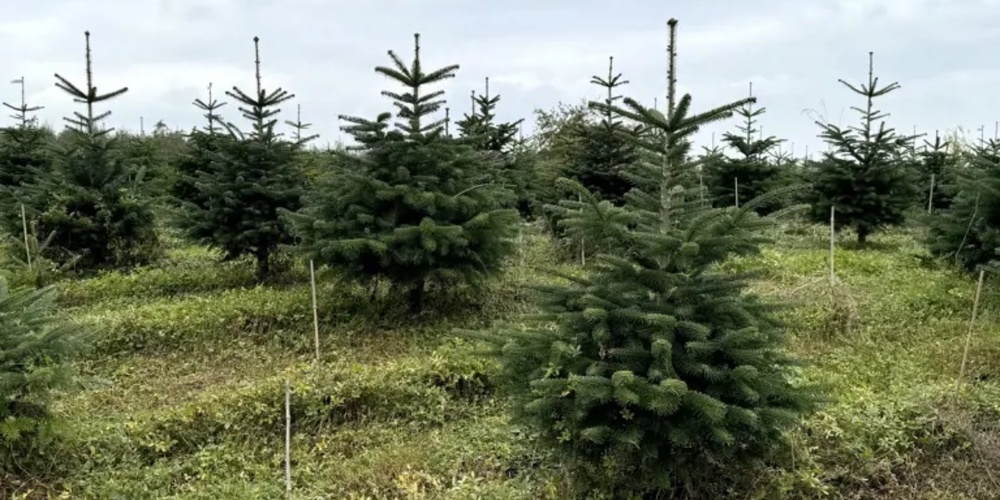 In der Schweiz gibt es 650 Christbaum-Produzenten.