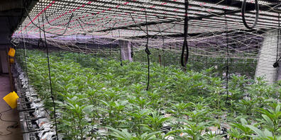 Die Baselbieter Polizei hat in Zunzgen BL eine professionell betriebene Hand-Indooranlage ausgehoben.