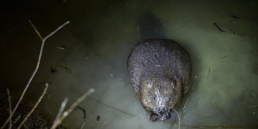 Über 500 Biber leben wieder im Kanton Zürich. Im Norden des Kantons wurde es ihm bereits zu eng, weshalb er sich nun durch den Süden nagt. Im Bild ein Biber im Leutschenbach in Zürich-Oerlikon. (Archivbild)