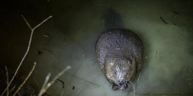 Über 500 Biber leben wieder im Kanton Zürich. Im Norden des Kantons wurde es ihm bereits zu eng, weshalb er sich nun durch den Süden nagt. Im Bild ein Biber im Leutschenbach in Zürich-Oerlikon. (Archivbild)