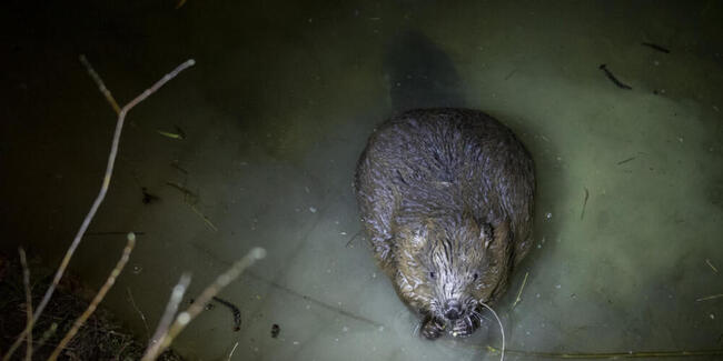 Über 500 Biber leben wieder im Kanton Zürich. Im Norden des Kantons wurde es ihm bereits zu eng, weshalb er sich nun durch den Süden nagt. Im Bild ein Biber im Leutschenbach in Zürich-Oerlikon. (Archivbild)