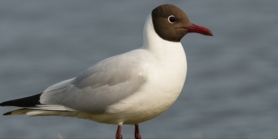 In Fällanden wurde eine Lachmöve positiv getestet. (Symbolbild)