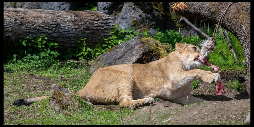 Ein-Zoobesuch-ber-die-Festtage-