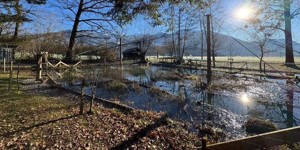 Ein innovatives Schutzkonzept in der Fischzucht Widen in Benken sorgt mit einem Geflecht für Schutz vor Vögeln und mit Sonnensegeln für Schatten.
