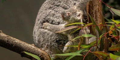 Flauschiger Star. Das Koala-Baby erfreut die Zoo-Besucher.