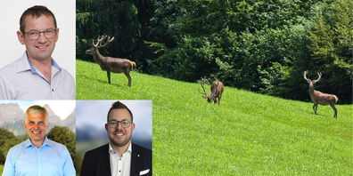 Die SVP-Kantonsräte Bruno Schweizer (l.o.), Marco Gadient (l.u.) und Christian Vogel (r.) fordern im St.Galler Kantonsrat den Abschuss von mehr (männlichen) Hirschen für weniger Schäden im Wald und in der Landwirtschaft.
