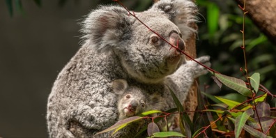 Freude über Kuala-Nachwuchs beim Zürich Zoo.