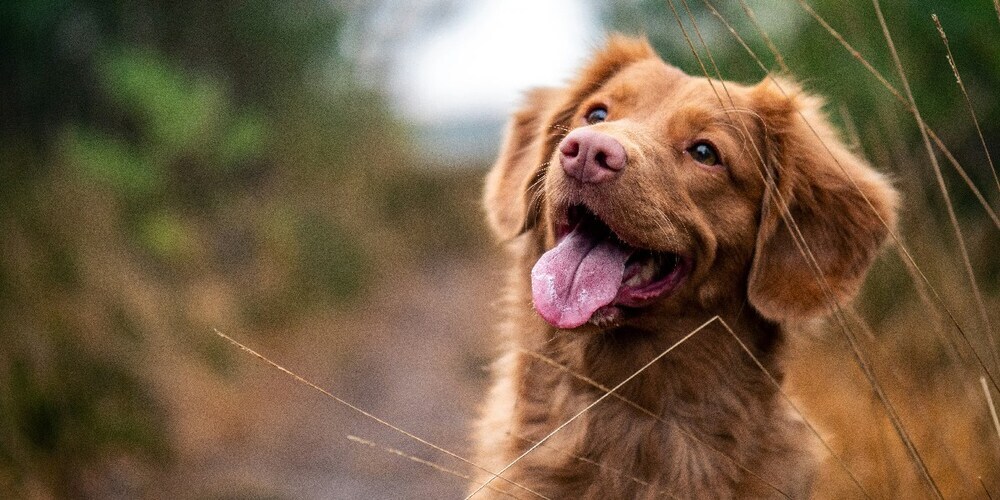 Wer seinen Hund beim Einwohneramt anmeldet, wird wie gewohnt in der nationalen Hundedatenbank amicus.ch registriert.