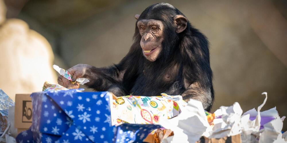 Mit Neugier und Geschick packen die Tiere ihre Weihnachtsgeschenke aus – ein Highlight für Gross und Klein