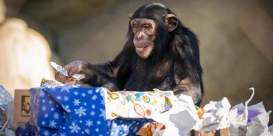 Tierische Weihnachten im Walter Zoo: Mit viel Neugier und Geschick packen die Tiere ihre Weihnachtsgeschenke aus – ein Highlight für Gross und Klein.