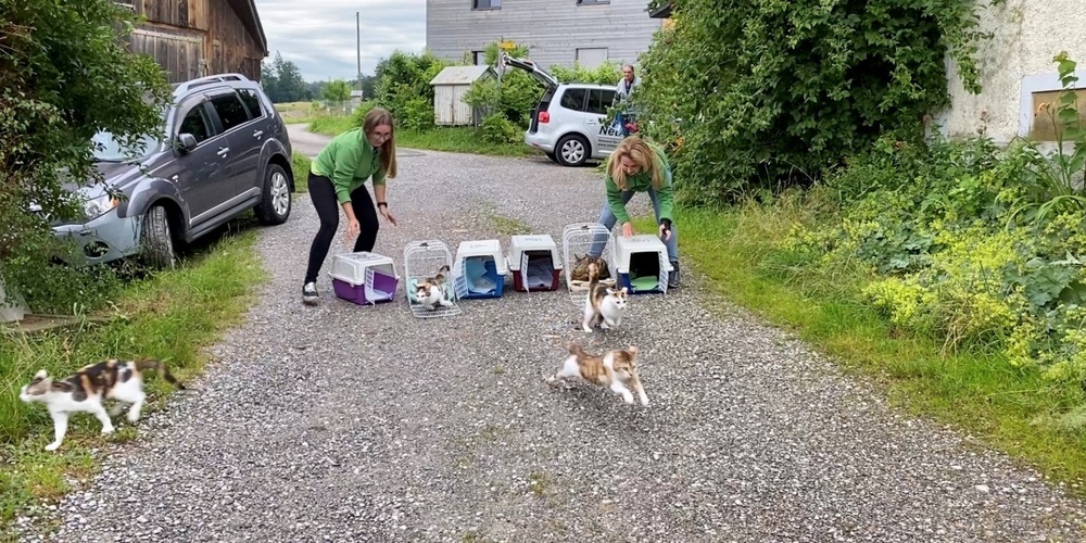 Die Cats Task Force von NetAP führt in der Schweiz regelmässig Kastrationstage für verwilderte und herrenlose Katzen durch.