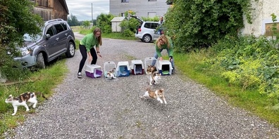 Die Cats Task Force von NetAP führt in der Schweiz regelmässig Kastrationstage für verwilderte und herrenlose Katzen durch.