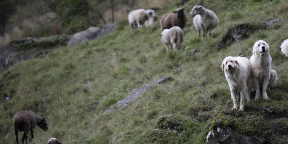Mit Herdenschutzhunden können Schafe vor Wolfsrissen geschützt werden. Der Glarner Regierungsrat will die Ausbildung dieser Hunde unterstützen. (Archivbild)
