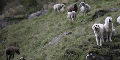 Mit Herdenschutzhunden können Schafe vor Wolfsrissen geschützt werden. Der Glarner Regierungsrat will die Ausbildung dieser Hunde unterstützen. (Archivbild)