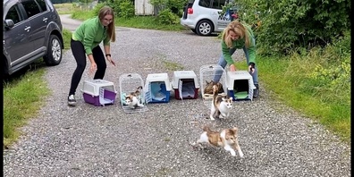 Die Auszeichnung würdigt das langjährige Engagement der Cats Task Force im Einsatz für verwilderte Katzen.