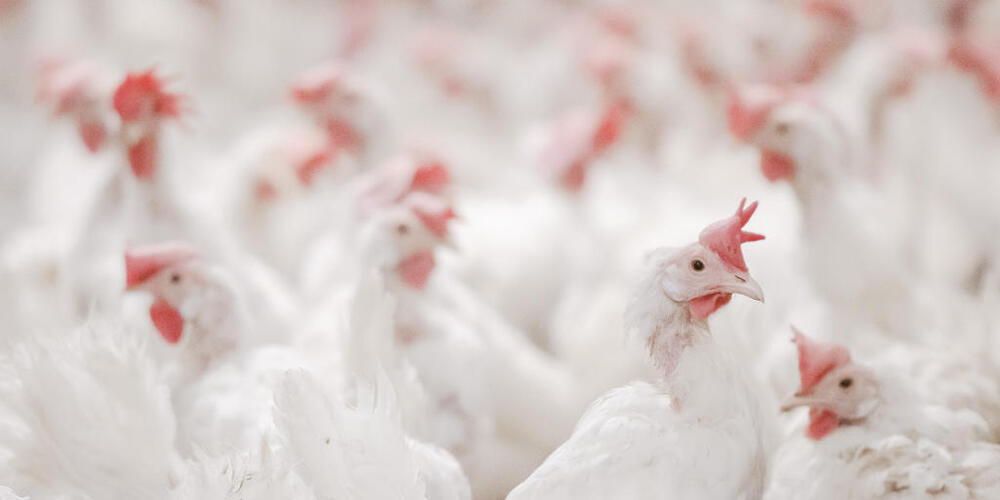 Um zu verhindern, dass Hühner mit dem Vogelgrippevirus angesteckt werden, müssen Geflügelhalter am südlichen Baldeggersee ihre Tiere speziell schützen. (Symbolbild)