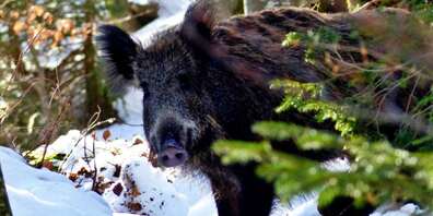 Wie die Jagdstatistik 2020 belegt, sind die Wildschweinbestände im Kanton SG aktuell sogar wieder rückläufig.