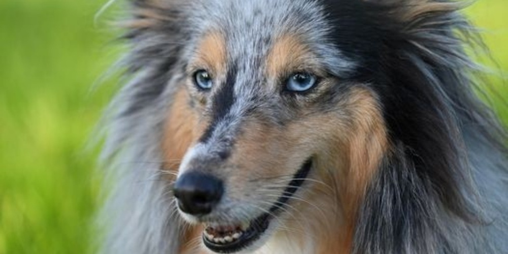 ePetCard: Elektronische Verwaltung von Hundedaten über die App animundo.