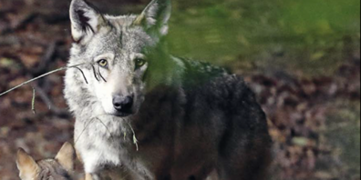 Das Titelthema des Jahrhefts widmet sich der Geschichte der Wölfe in Zollikon und der früheren Jagd auf die Tiere.