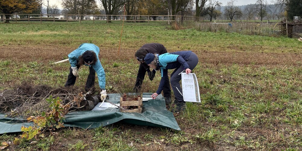 Freiwillige bei der Pflanzaktion in der Gemeinde Maur.
