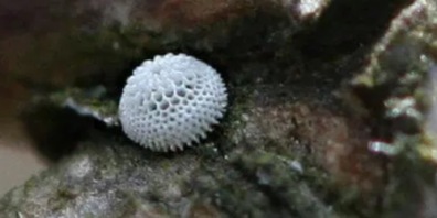 Kein Pilz, sondern das Ei des Birkenzipfelfalters.