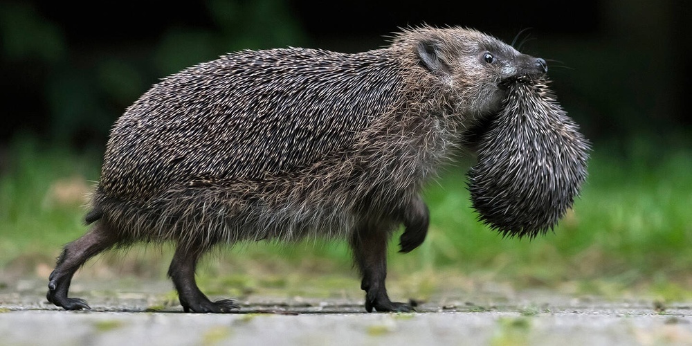 igel-ist-tier-des-jahres-2026