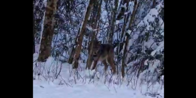Der Wolf im tief verschneiten Wald.