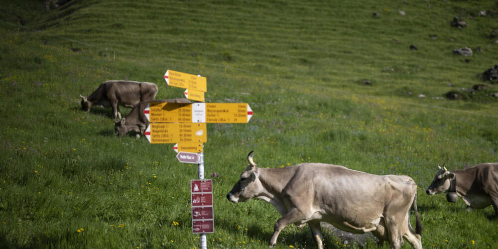 rollstuhl-unfall-besch-ftigt-gericht