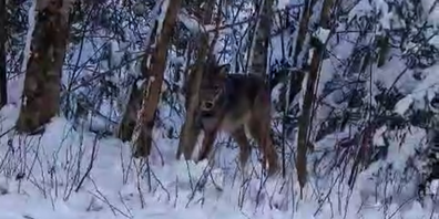 Der Wolf im tief verschneiten Wald in der March.