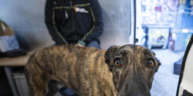 Die Stadt Zürich soll ein günstiges Tierarztangebot für Mittellose schaffen. Der Gemeinderat unterstützt das Anliegen vorläufig. (Archivbild)