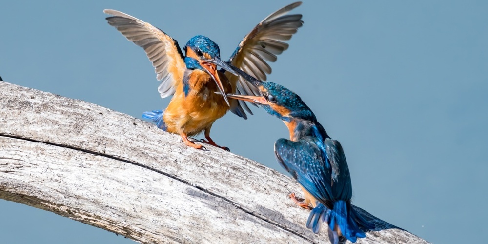 Männchen (links) und Weibchen (rechts) bei der Balz.