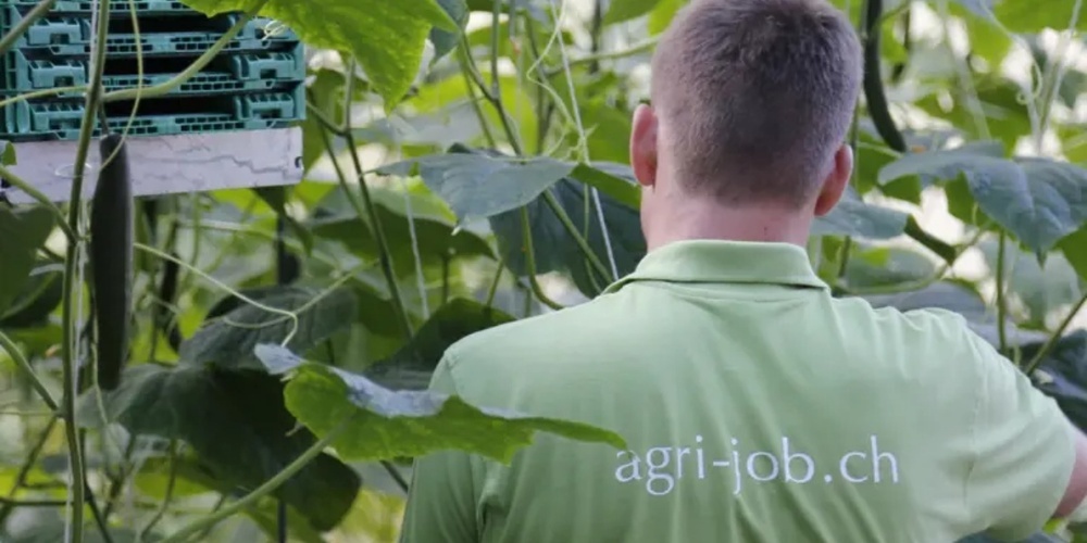 Ein optionales viertes Lehrjahr und eine neue Fachrichtung: Die landwirtschaftliche Ausbildung wird umgestaltet. 