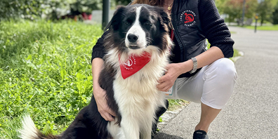 Der vierjährigen Border Collie / Australian Sheperd berührt als Therapiehund alle Herzen.