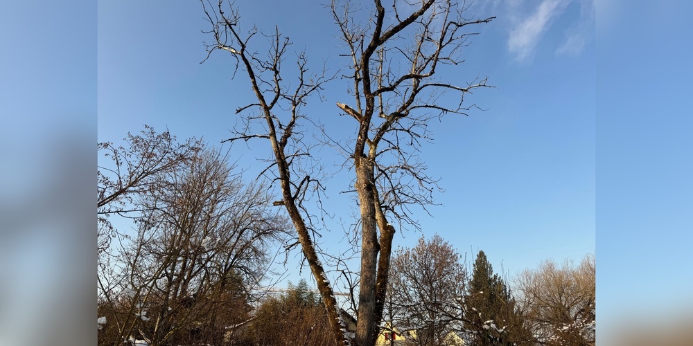 Entlang der Jona ist ein Sicherheitsholzschlag nötig.
