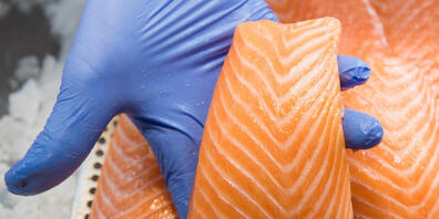 2'500 Tonnen Lachs sollen in einer Fischzucht in Mollis künftig produziert werden. Tierschützen sehen darin eine Massentierhaltung. (Symbolbild)