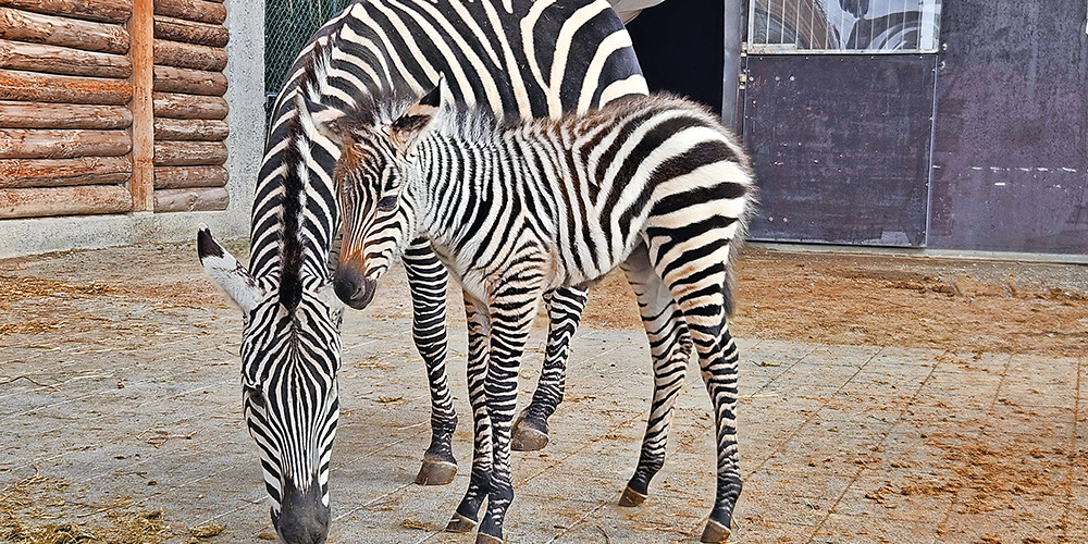  Der Kinderzoo freut sich über sein Zebrababy 