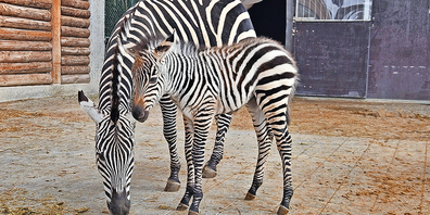  Der Kinderzoo freut sich über sein Zebrababy 